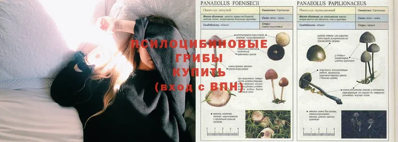 как найти закладки  Советская Гавань  Галлюциногенные грибы Psilocybe 